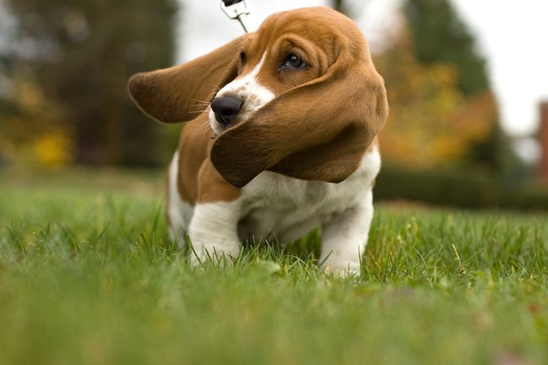 Famous for Their Ears