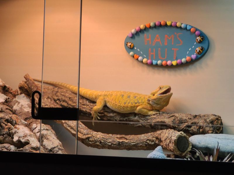 Fascinating Bearded Dragons