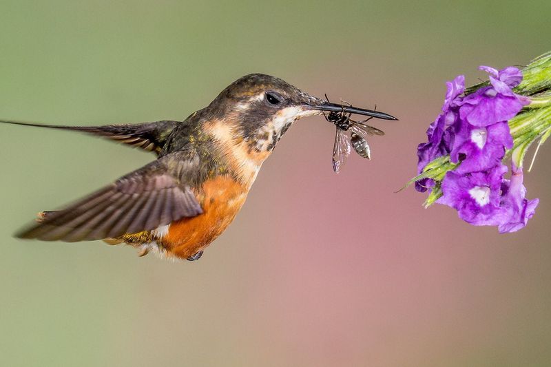 Feeding at Different Times of Day