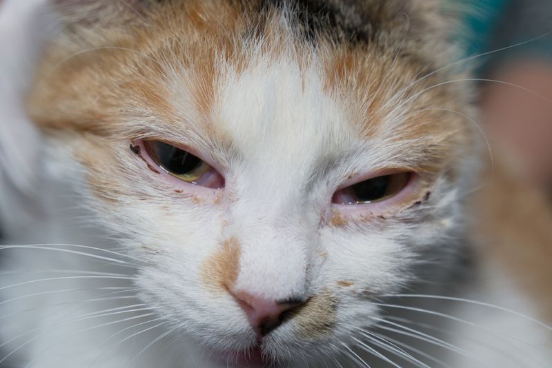 Feline Herpesvirus (FHV)