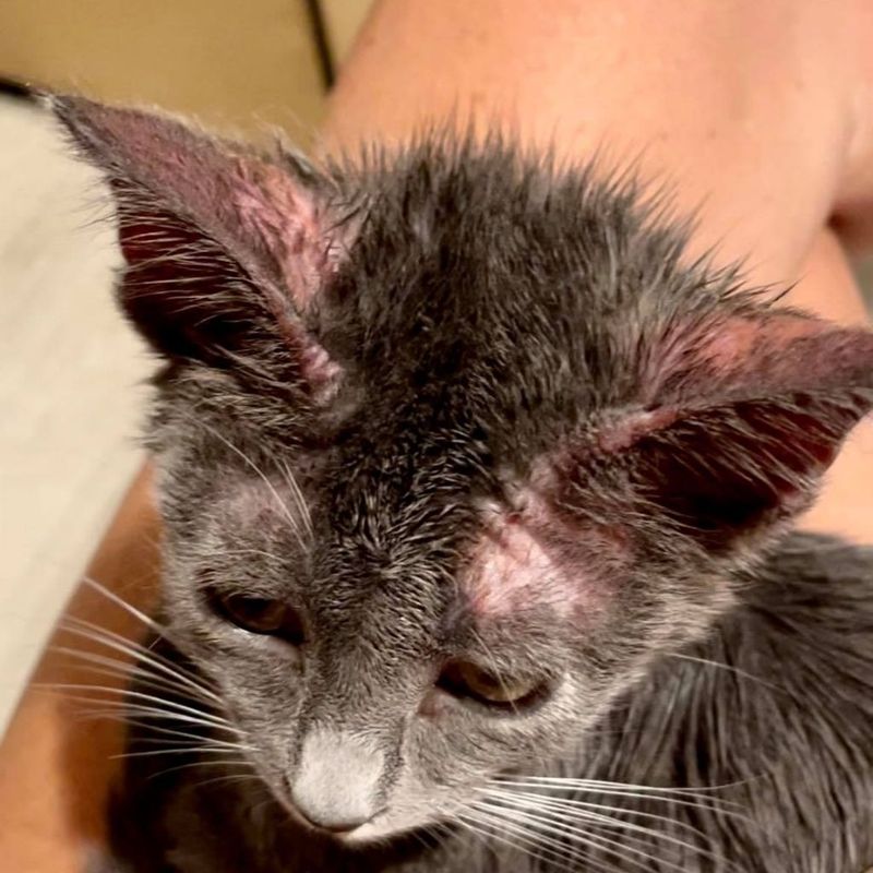 Feline Immunodeficiency Virus (FIV)