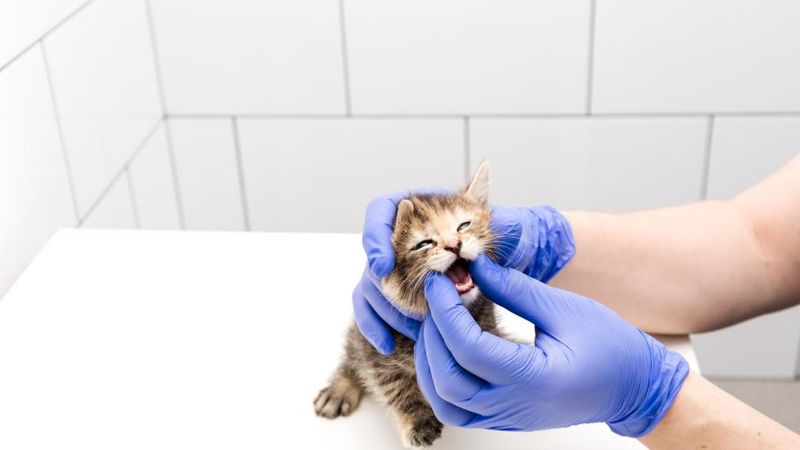 Feline Leukemia Virus (FeLV)