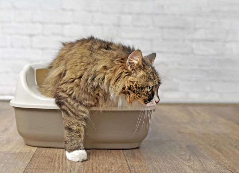 Feline Lower Urinary Tract Disease (FLUTD)