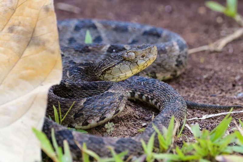 Fer-de-Lance's Heat Sensing