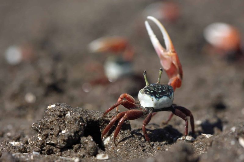 Fiddler Crab
