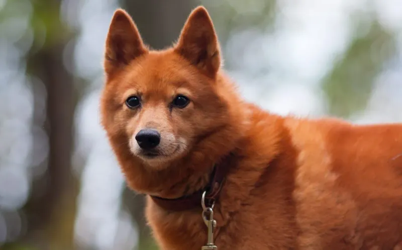 Finnish Spitz