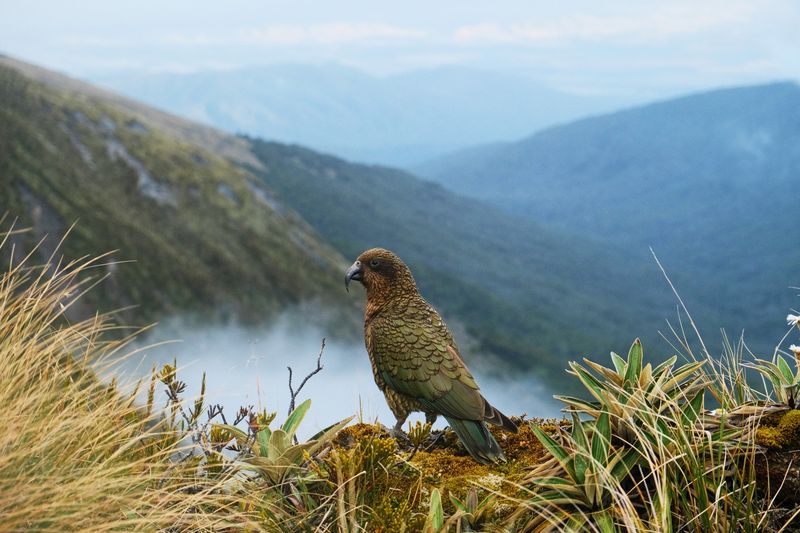 Fiordland National Park
