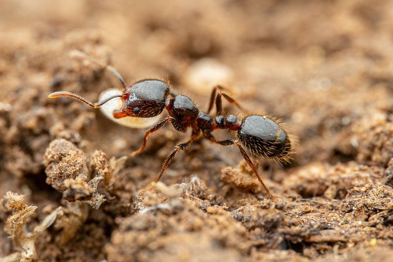 Fire Ant