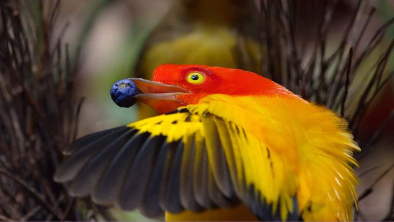 Flame Bowerbird