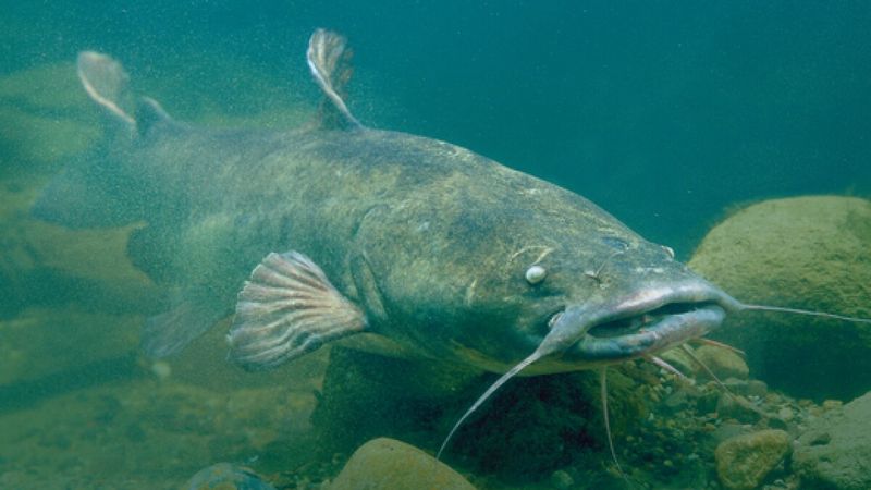Flathead Catfish