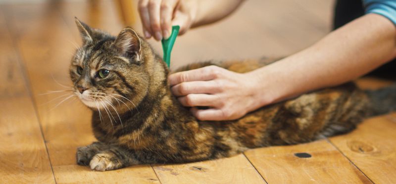 Flea Prevention