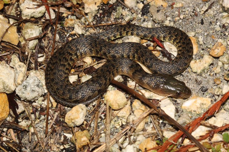 Florida Green Water Snake