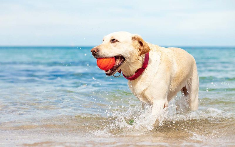 Florida - Labrador Retriever