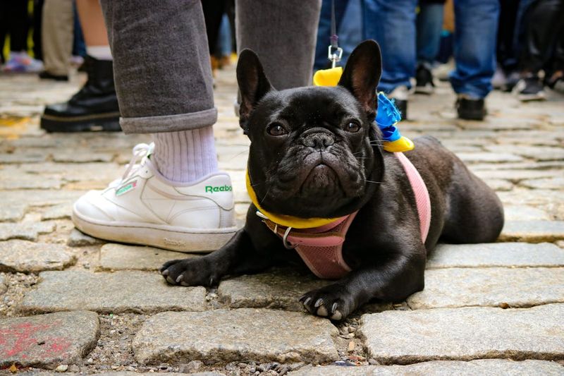 French Bulldog