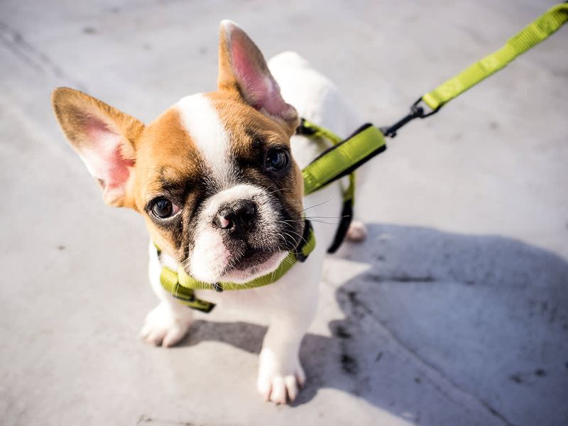 French Bulldog