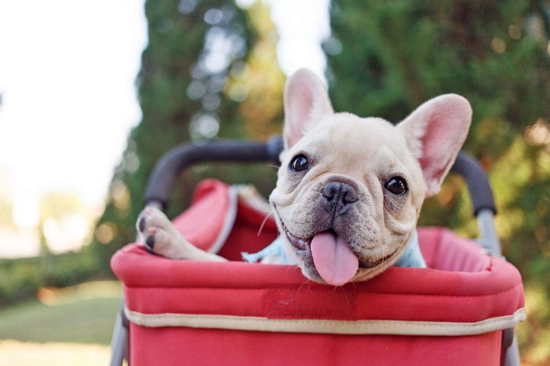 French Bulldog
