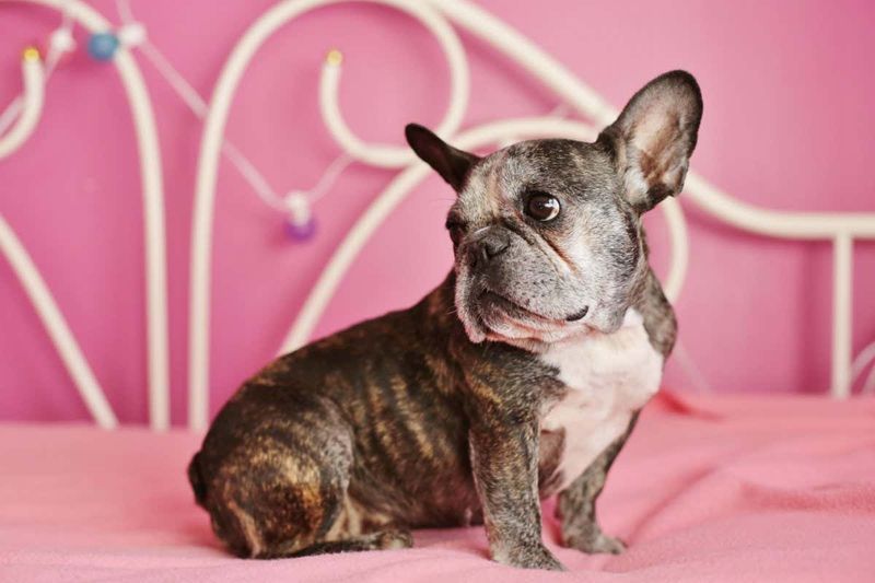 French Bulldog