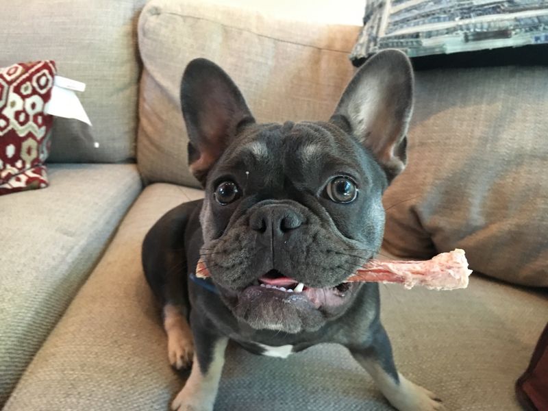French Bulldog