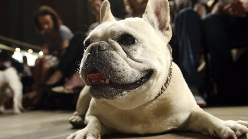 French Bulldog