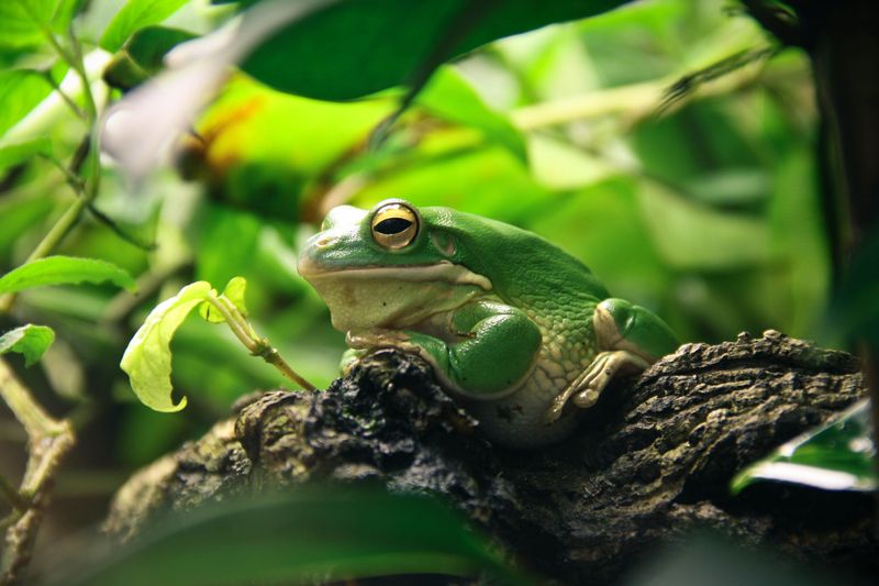Frogs