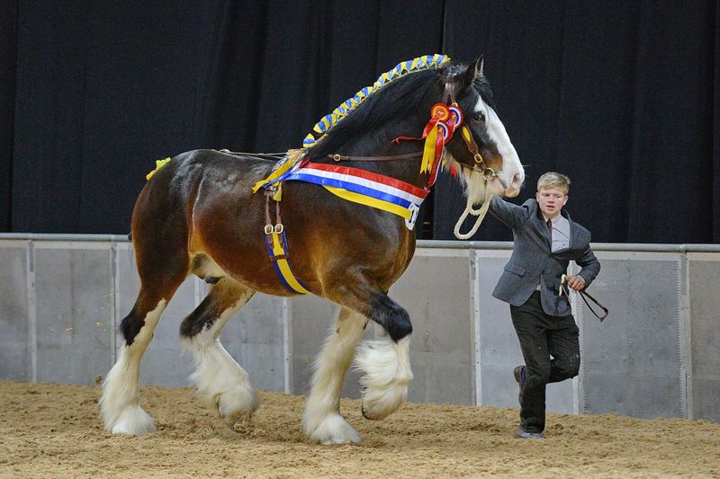From Workhorse to Show Horse