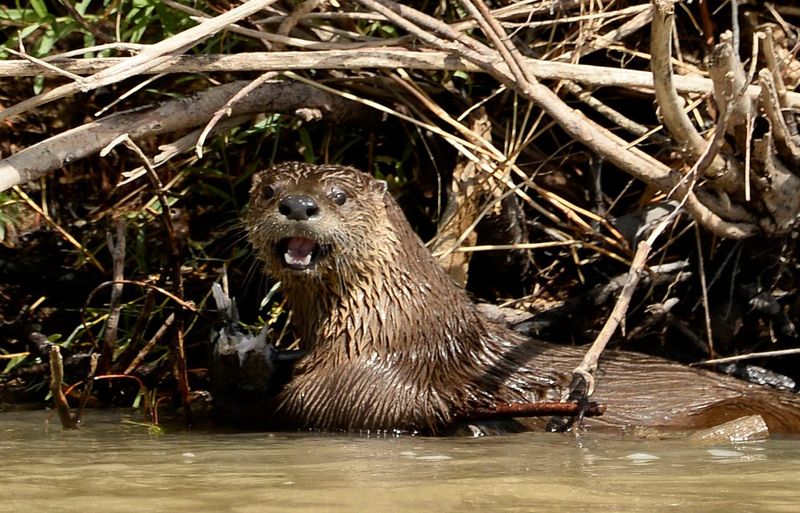 Future Conservation Challenges