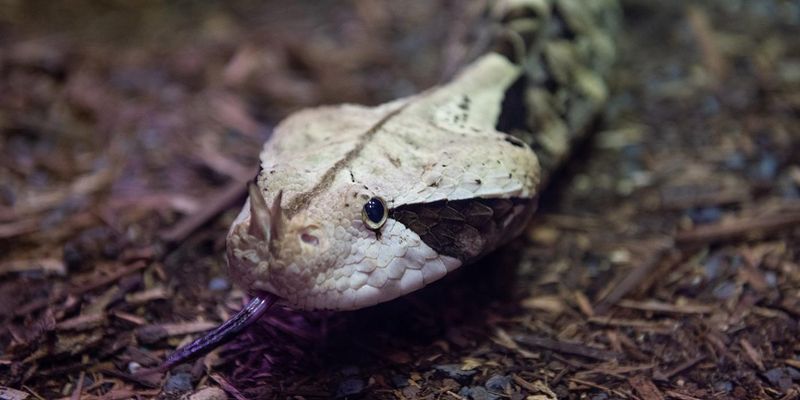 Gaboon Viper