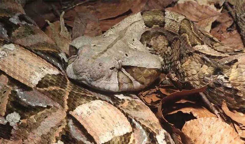 Gaboon Viper's Camouflage