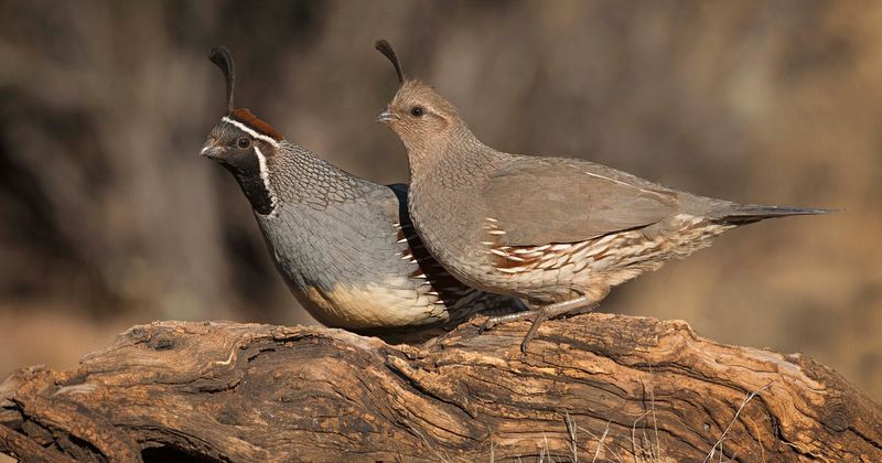 Gambel's Quail
