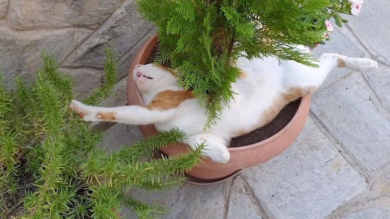 Garden Pot Sleep