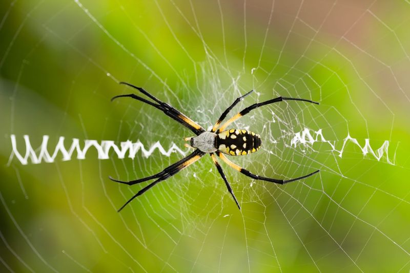 Garden Spider