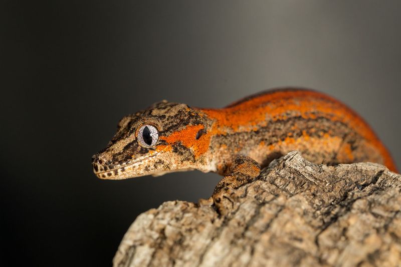 Gargoyle Gecko