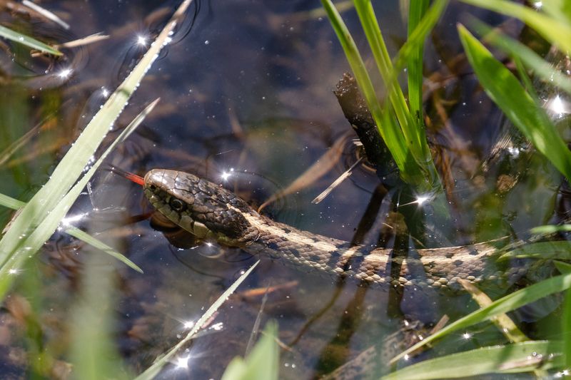Garter Snake