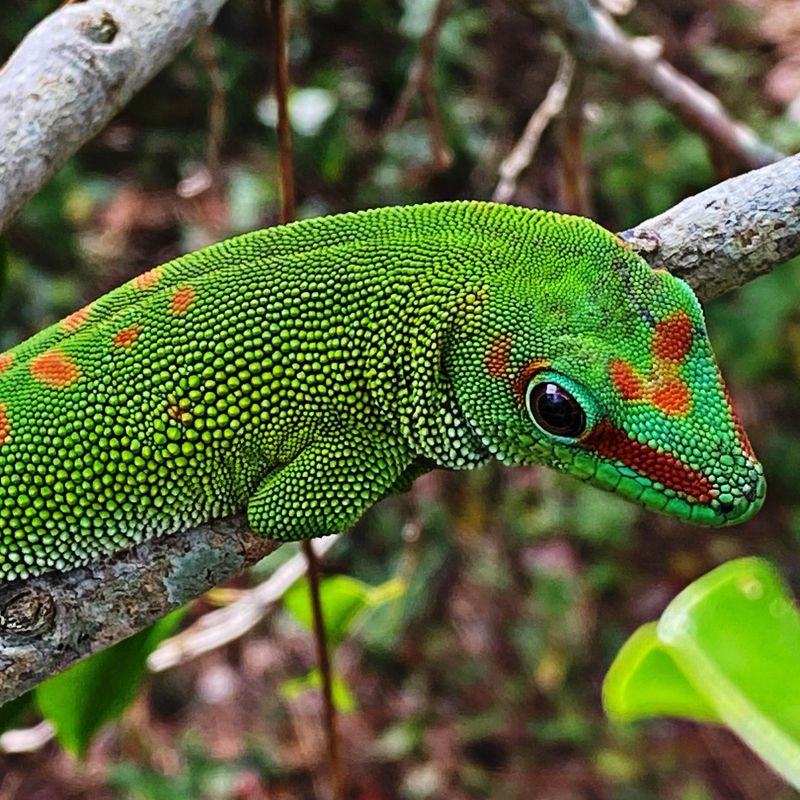 Gecko