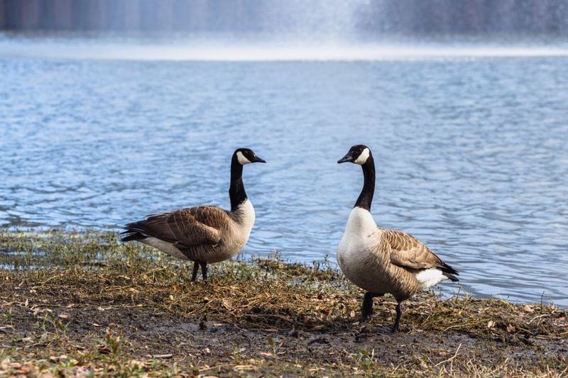 Geese