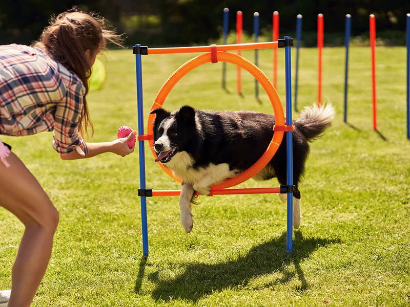 Gentle Agility Courses