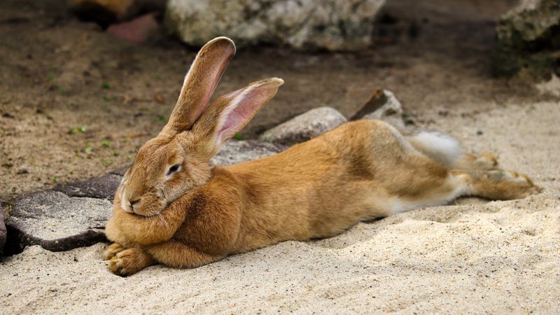 Gentle Giant Flemish Rabbit