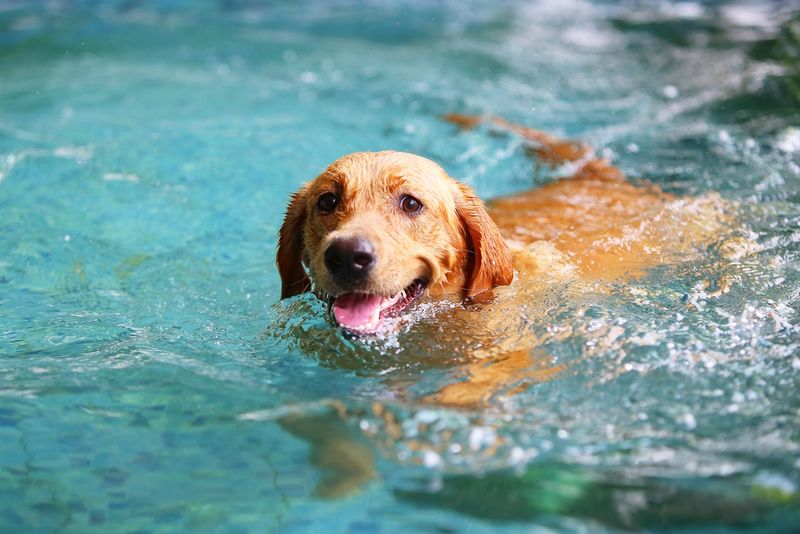 Gentle Swimming Sessions
