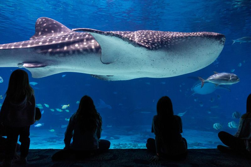 Georgia Aquarium, USA