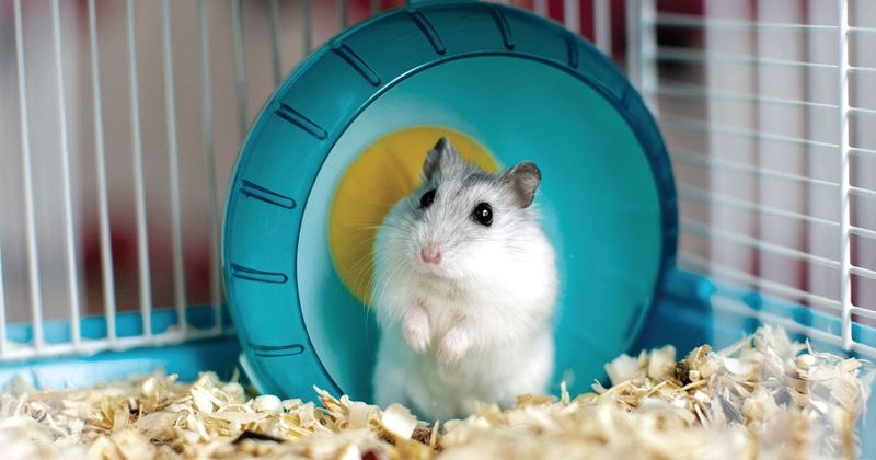 Gerbil