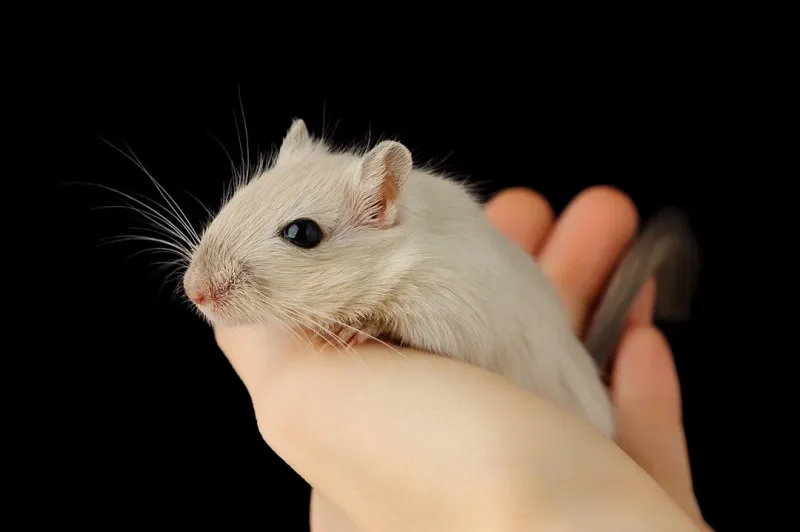 Gerbil