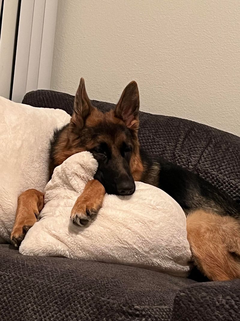 German Shepherd