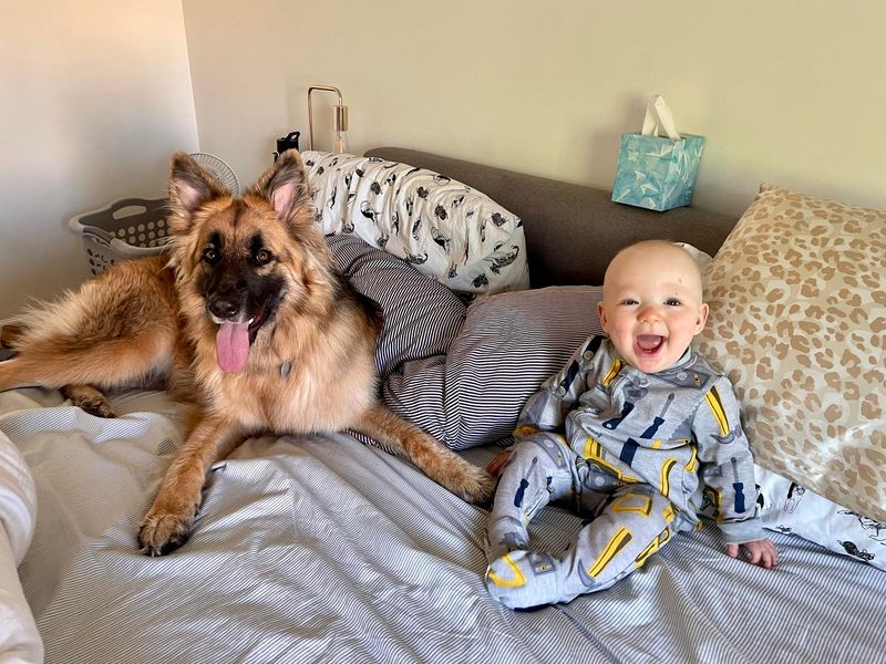 German Shepherd