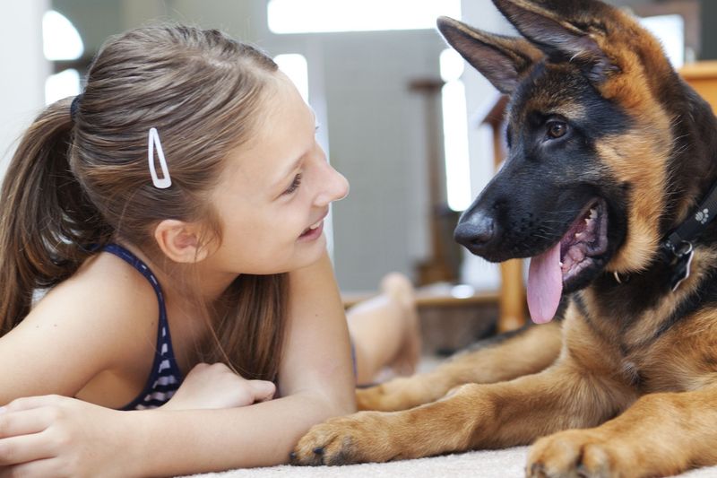 German Shepherd