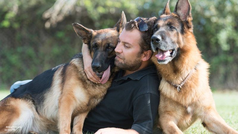 German Shepherd