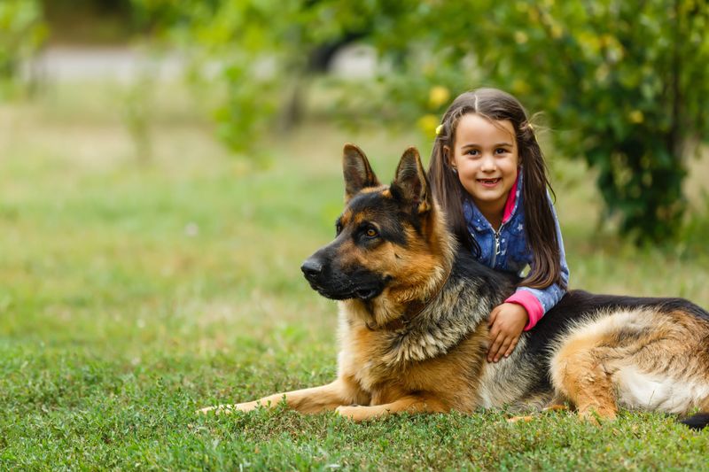 German Shepherd