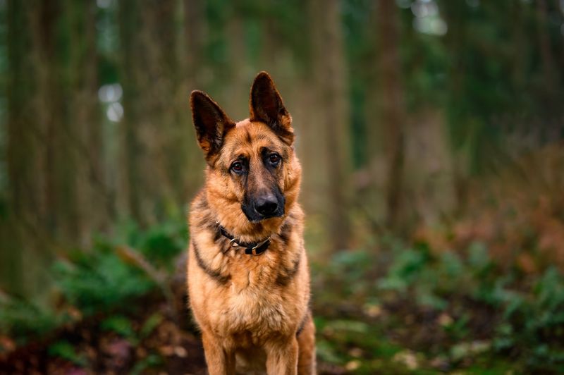 German Shepherd