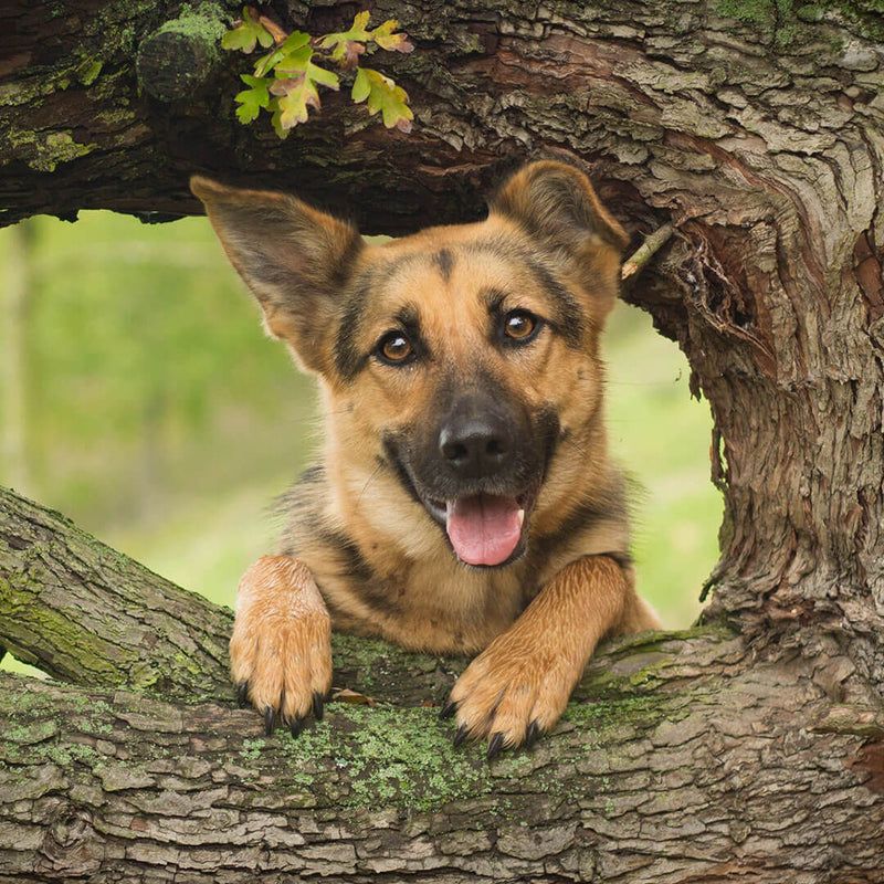 German Shepherd
