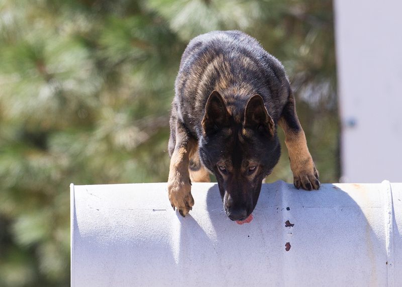 German Shepherd