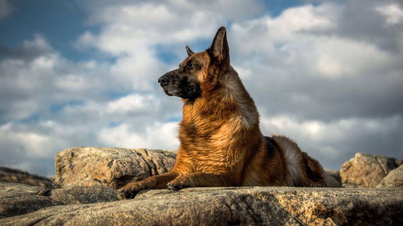 German Shepherd